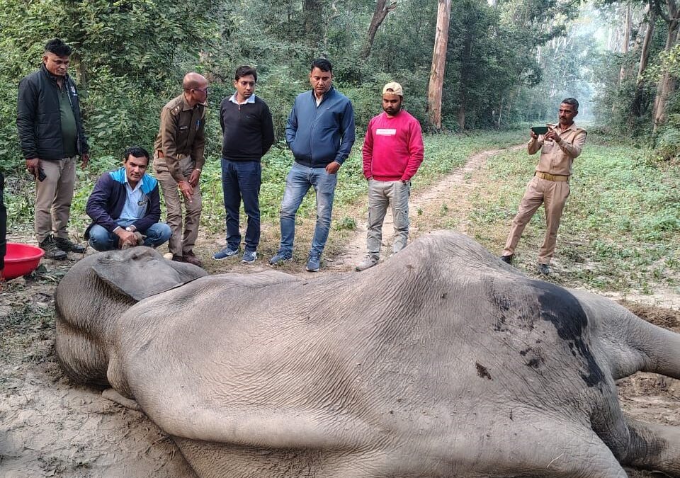 अमानगढ़ रेंज में कई दिनों से बिमारी चल रहे नर हाथी की मौत