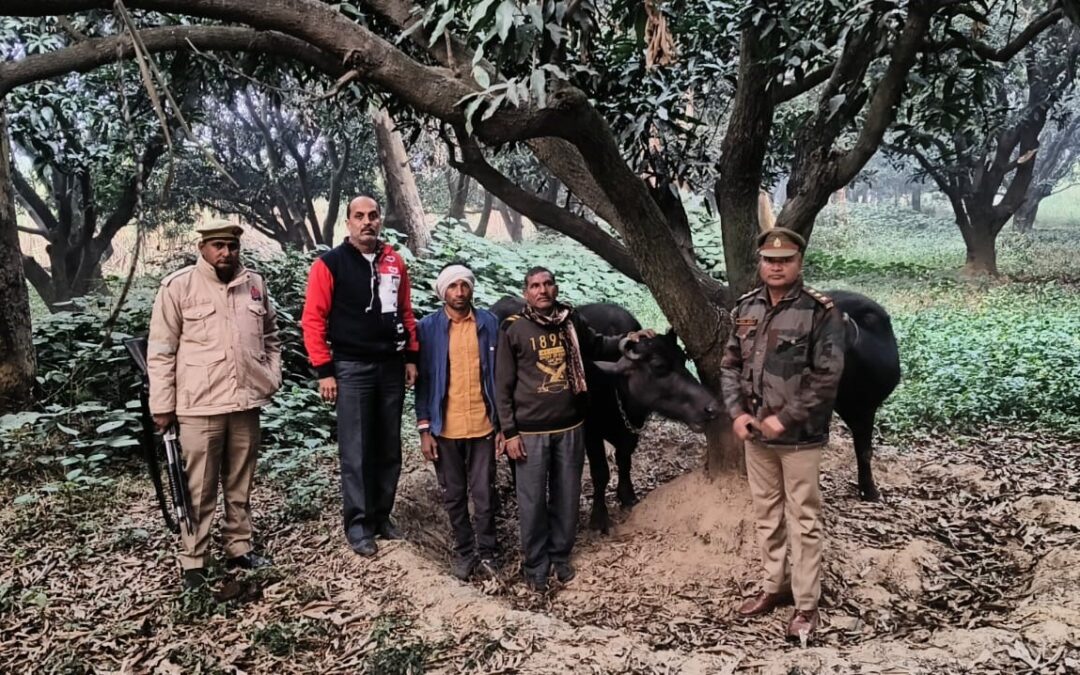 पुलिस और गो-तस्करों के बीच मुठभेड़, एक तस्कर घायल, दो जानवर बरामद